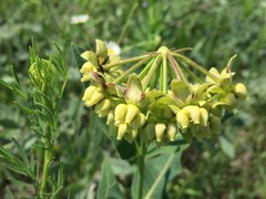 Asclepias meadii