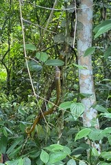 Chironius spixii