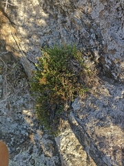 Veronica quadrifaria