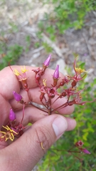 Rhexia alifanus