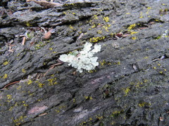 Parmelioideae