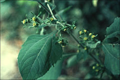 Sigesbeckia pubescens