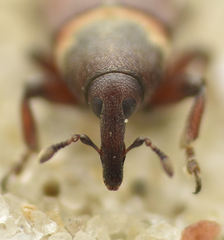 Mecinus collaris