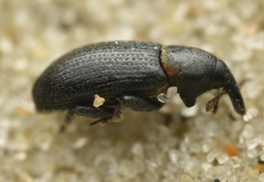 Mecinus collaris