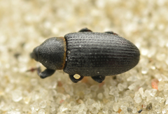Mecinus collaris