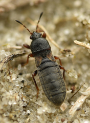 Dimorphopterus spinolae