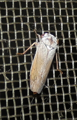 Tretogonia