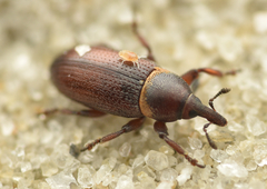 Mecinus collaris