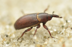 Mecinus collaris