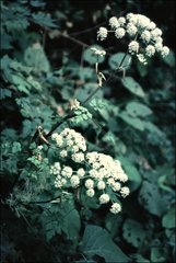 Angelica pubescens