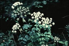 Angelica pubescens