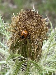 Coccinella septempunctata