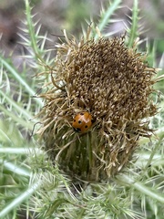Coccinella septempunctata