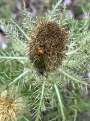 Coccinella septempunctata