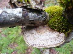 Media resource of Daedaleopsis confragosa