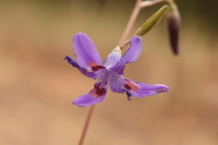 Conanthera campanulata
