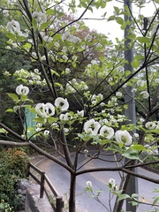 Cornus florida urbiniana