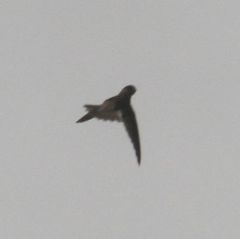 Aerodramus bartschi