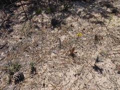 Erysimum teretifolium