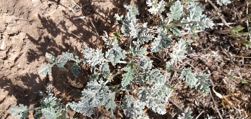 Image of Ambrosia pumila by (c) Millie Basden, some rights reserved (CC BY)