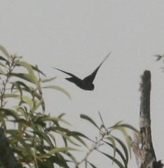 Aerodramus bartschi