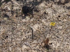 Erysimum teretifolium