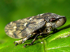Aphrophora cribrata
