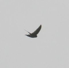 Aerodramus bartschi