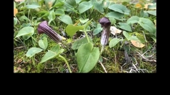 Arisarum