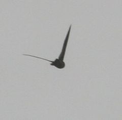 Aerodramus bartschi