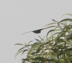 Aerodramus bartschi