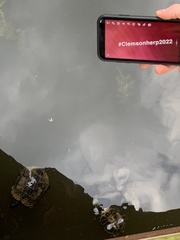 Trachemys scripta scripta