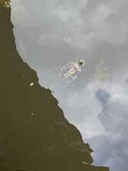 Trachemys scripta scripta