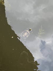 Trachemys scripta scripta