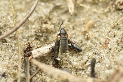 Dimorphopterus spinolae