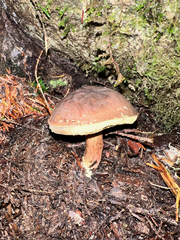 Aureoboletus mirabilis