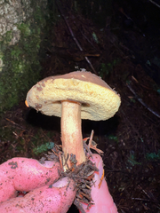 Aureoboletus mirabilis