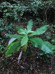 Acrisione cymosa