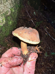 Aureoboletus mirabilis