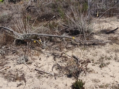 Erysimum teretifolium