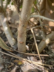 Myrcianthes fragrans