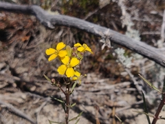 Erysimum teretifolium