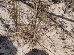 Erysimum teretifolium