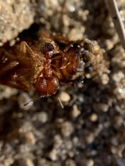 Pheidole pilifera
