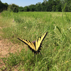 Papilio glaucus glaucus