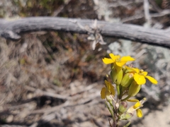 Erysimum teretifolium
