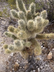 Cylindropuntia bigelovii