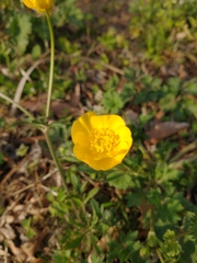 Ranunculus multifidus