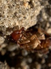 Pheidole pilifera