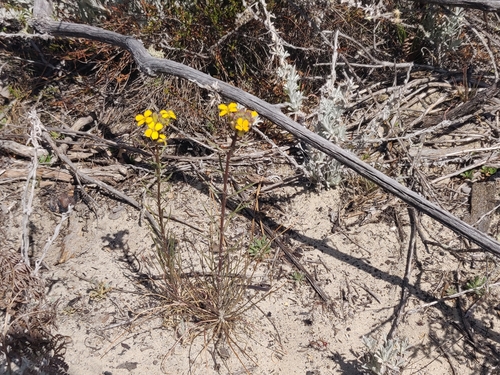 Image of Erysimum teretifolium by (c) Alexander Wentworth, some rights reserved (CC BY)